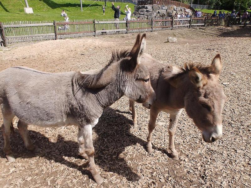 Djur på en djurpark
